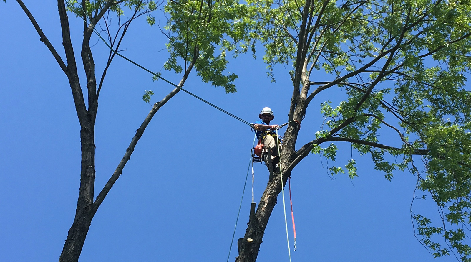 Tree's 101 professional tree service