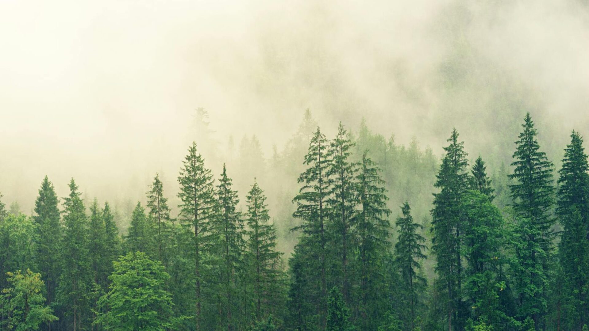 Aerial view of a dense pine and hardwood stand on a wooded New Caney lot, canopies competing for light