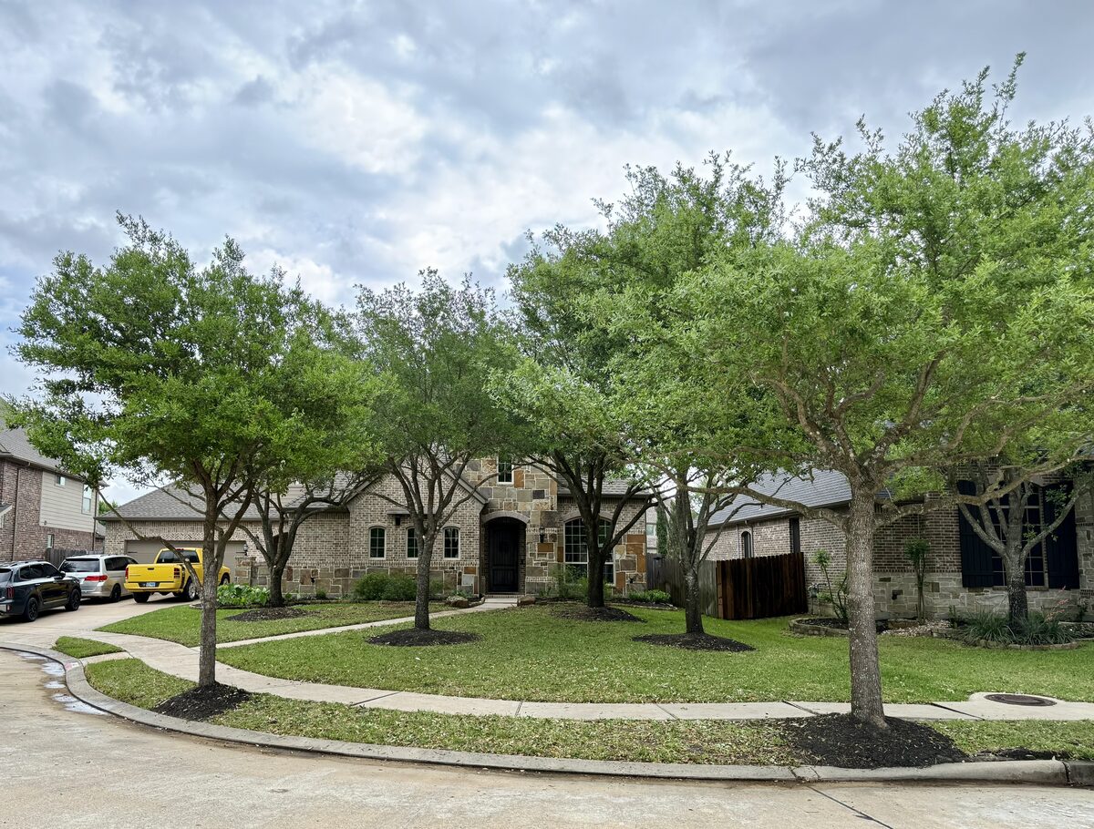 Cul-de-sac home after tree trimming — shaped crowns and fresh mulch