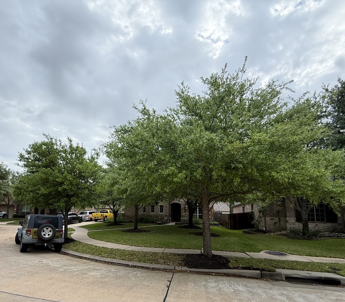 Cul-de-sac home before tree trimming — untrimmed canopy
