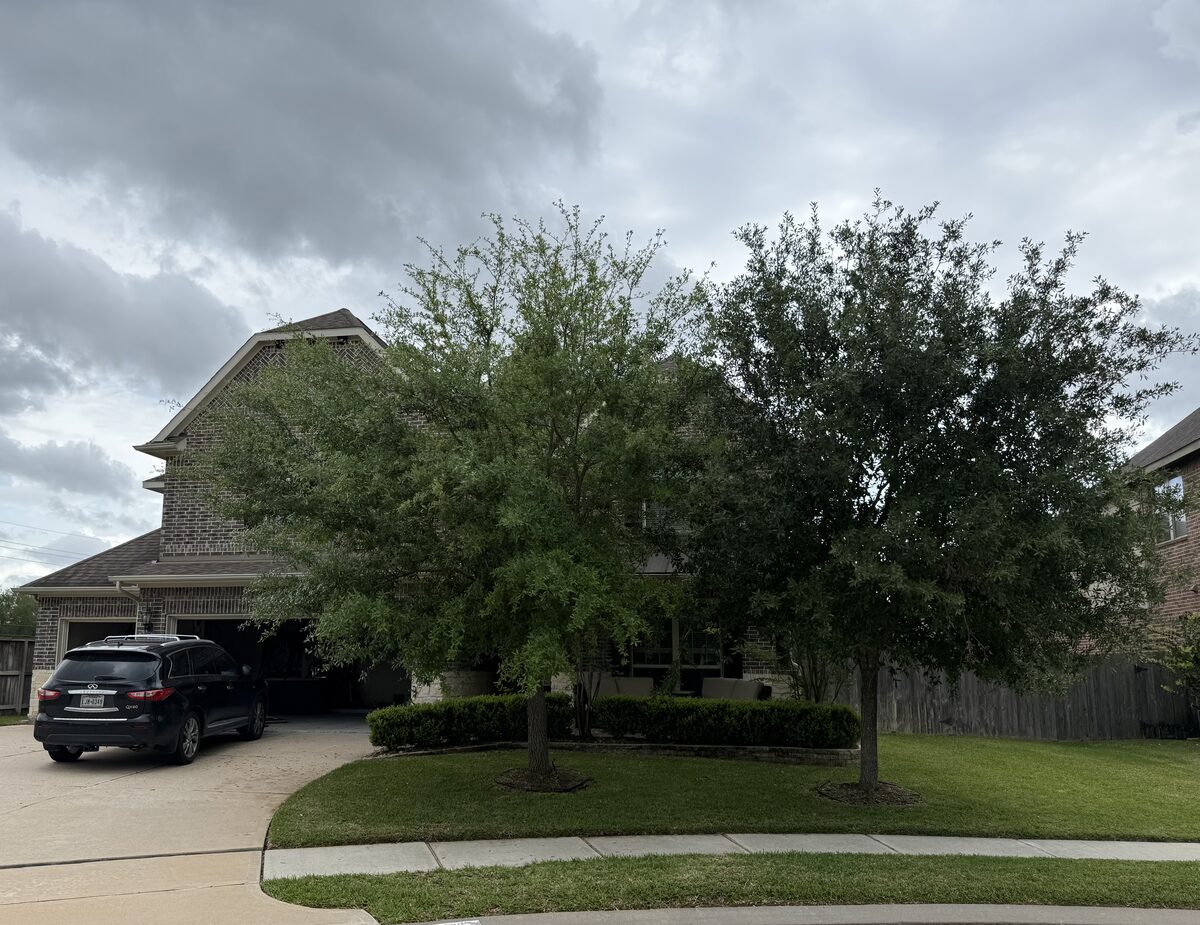 Suburban home before tree trimming — overgrown trees blocking house