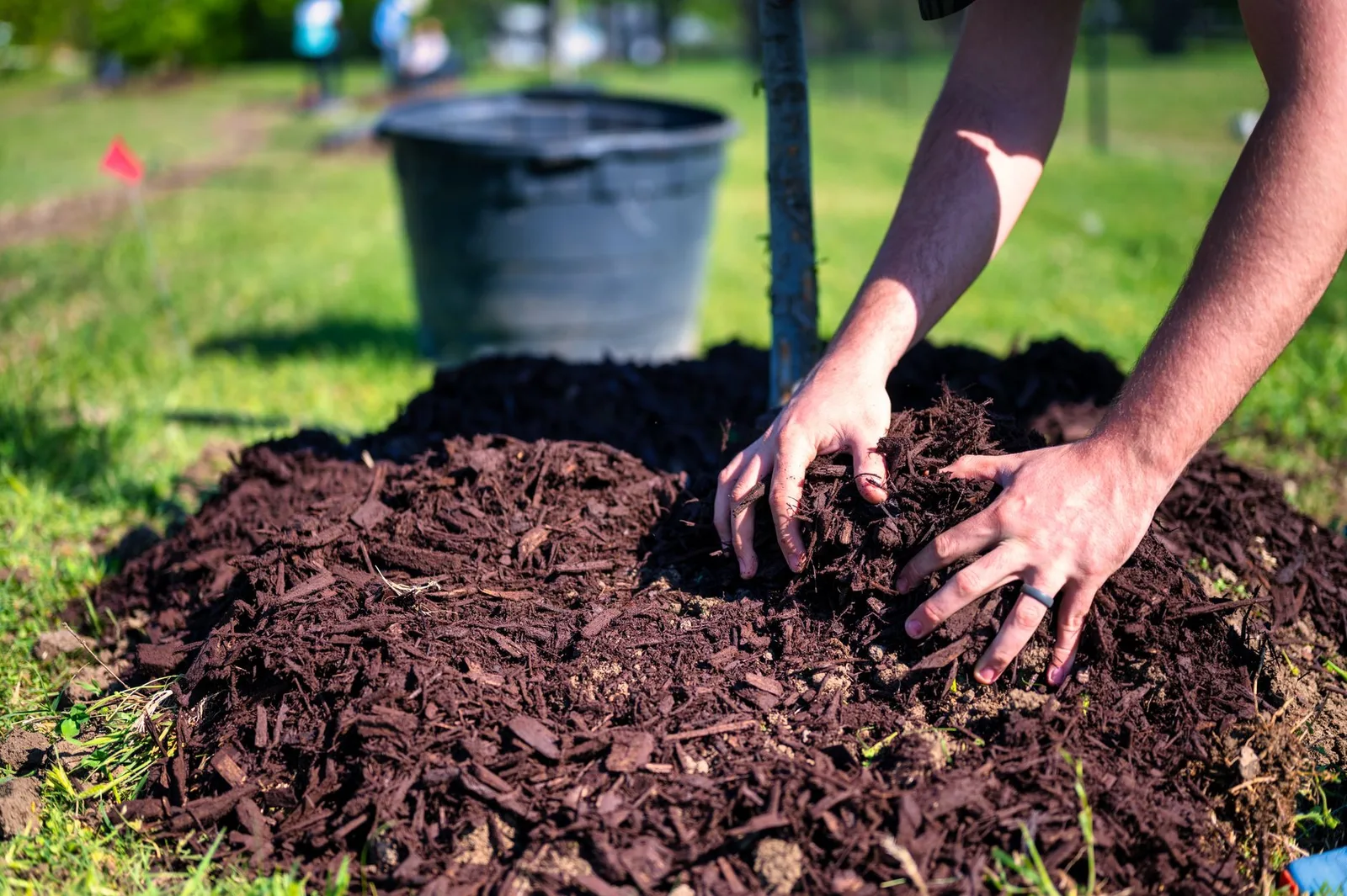 Two hands spreading dark shredded mulch around the base of a newly planted young tree, a black nursery pot and green lawn behind