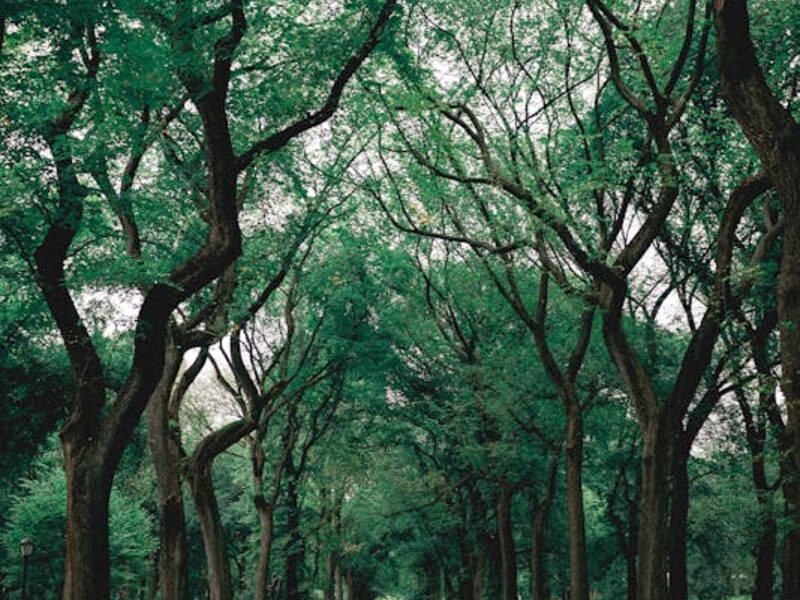 A mature, well-trimmed oak on a wooded Atascocita lot near Lake Houston, letting light through to the landscape below