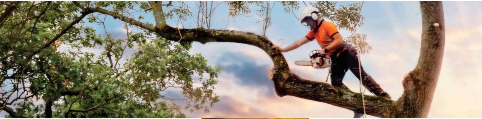 Tree's 101 professional team