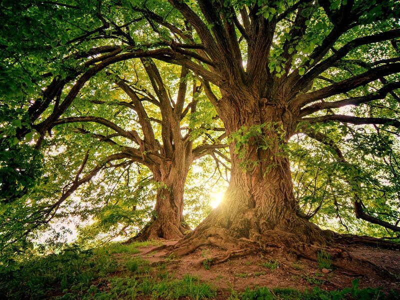 Two large hardwoods with heavy limbs spreading from low on the trunk, the kind of structure that gets looked at for support