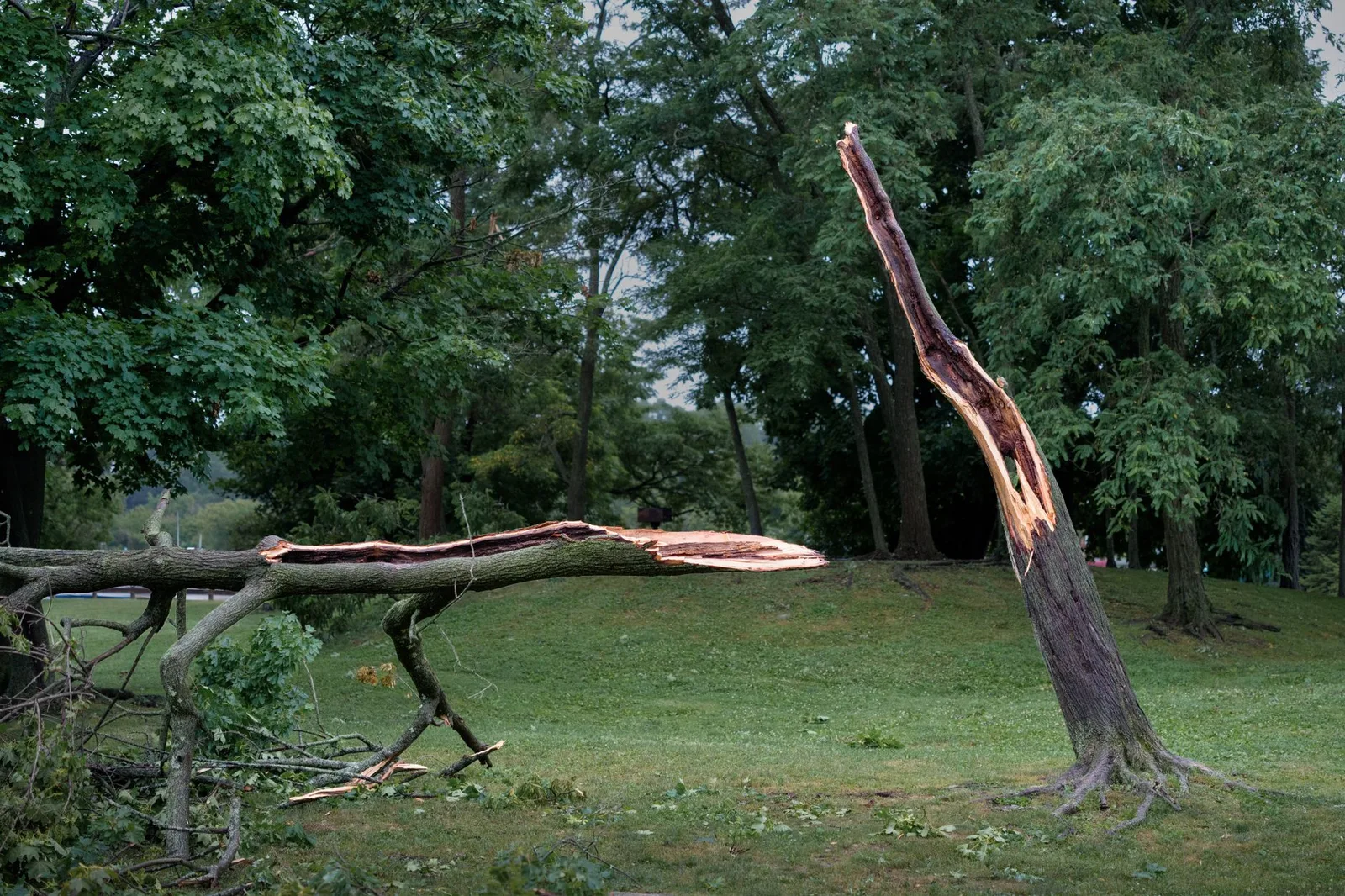 A tree trunk snapped off by wind, its splintered top lying across a green lawn with the jagged stub still standing